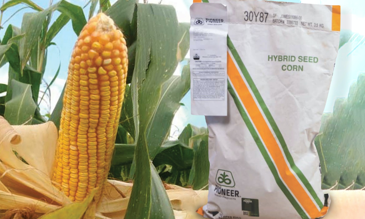 Pioneer Hybrid 30Y87