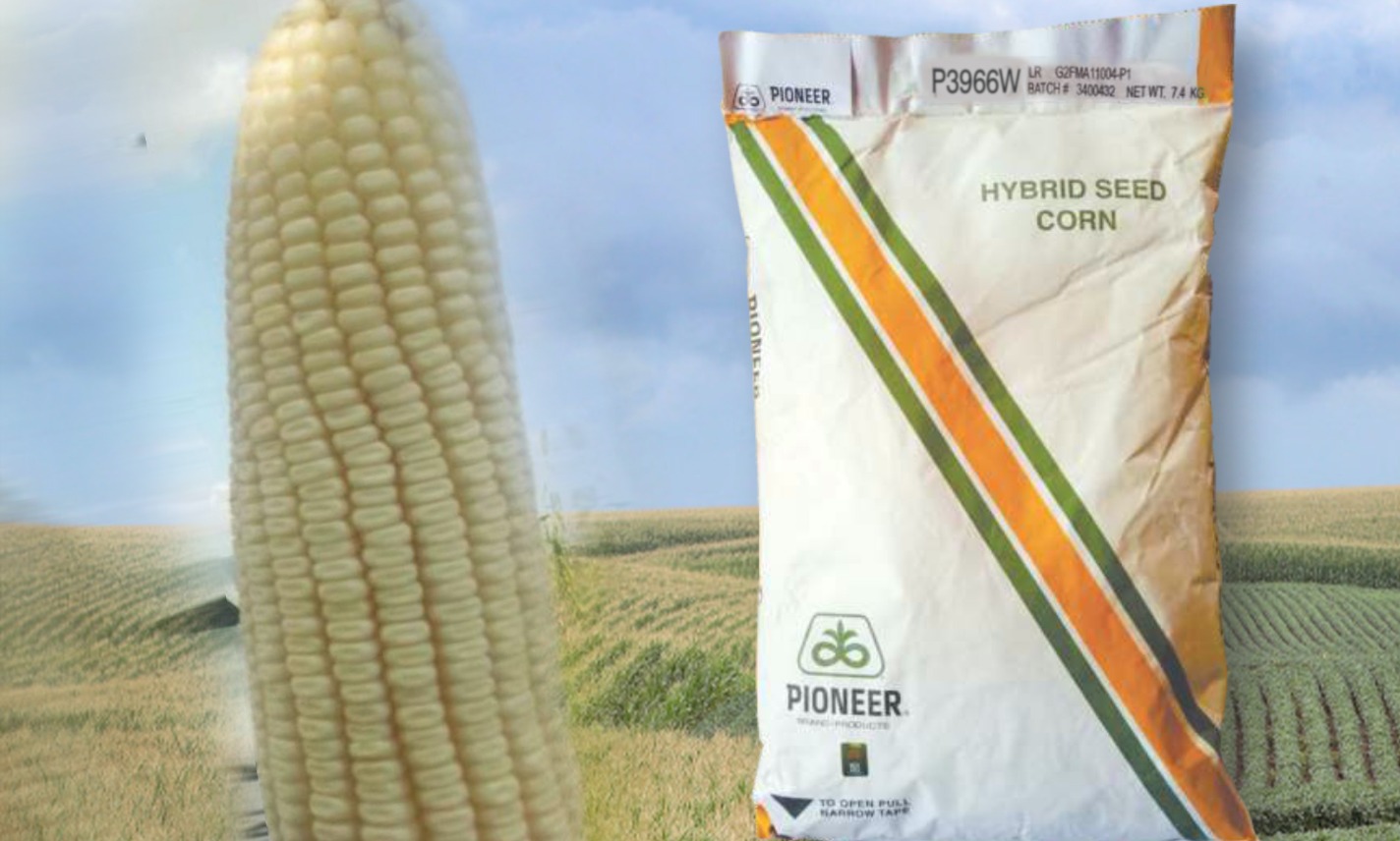 Pioneer Hybrid P3966W