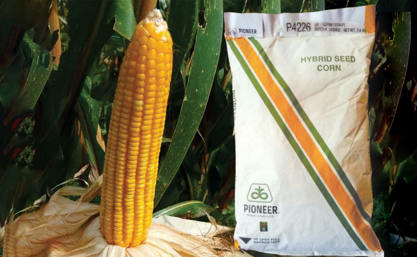 Pioneer Hybrid P4226